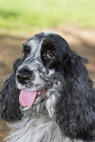 Cocker Spaniel Picture