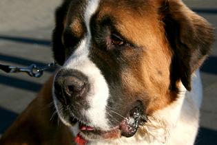 Saint Bernard Picture